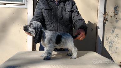 Cocker spaniel inglese