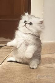 Gatta persiana chinchilla silver