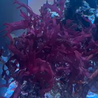 Macroalghe Gracilaria Rossa marino