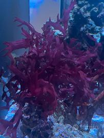 Macroalghe Gracilaria Rossa marino