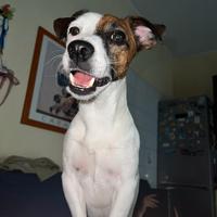 Jack russel per monta