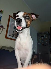 Jack russel per monta