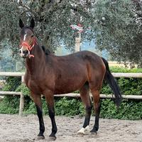 Cavallo
