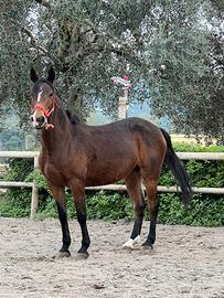 Cavallo