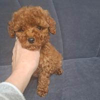 Cucciola Barboncino Toy