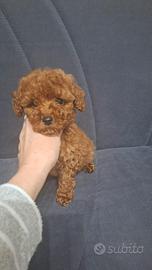 Cucciola Barboncino Toy