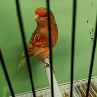 Canarino maschio phaeo rosso brinato