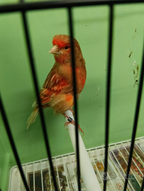 Canarino maschio phaeo rosso brinato