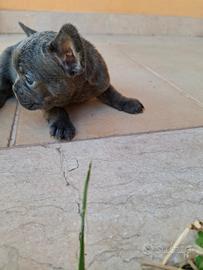 Cuccioli di bulldog francese blu