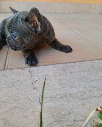 Cuccioli di bulldog francese blu