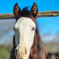 Puledro stallone 2025