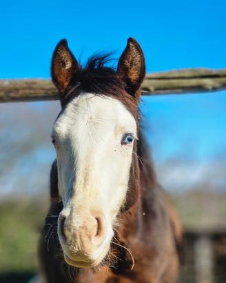 Puledro stallone 2025