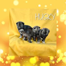 Husky