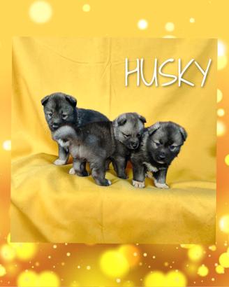 Husky