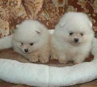 Spitz nani di pomenaria bianco puro