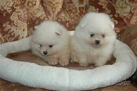 Spitz nani di pomenaria bianco puro