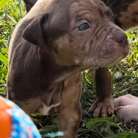 Cuccioli di American Pitbull Terrier