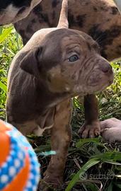 Cuccioli di American Pitbull Terrier