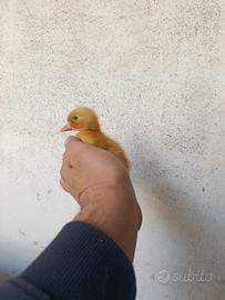 Cucciola di Paparella anatra