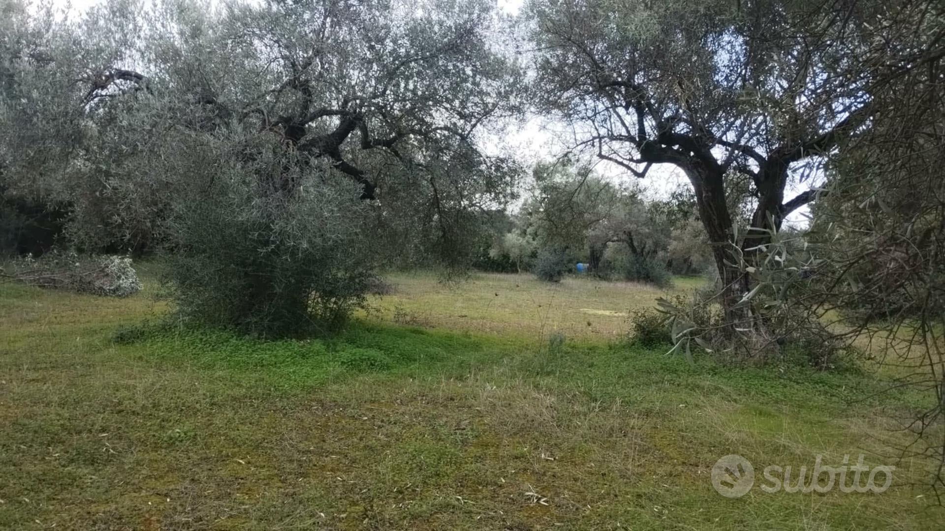 TERRENO AGRICOLO QUALITÀ ULIVETO - Vista 3