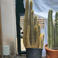 cereus 15 teste, altezza 60 cm