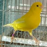 Canarini novelli e riproduttori