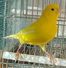 Canarini novelli e riproduttori