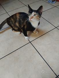 Gattina per famiglia