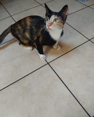 Gattina per famiglia