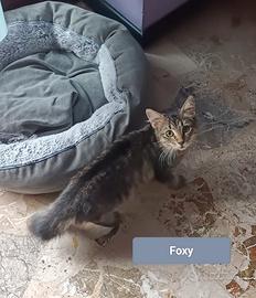 Foxye