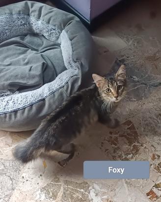 Foxye