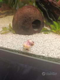 Lumache ampullarie