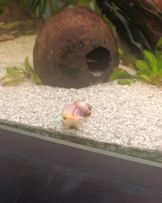 Lumache ampullarie