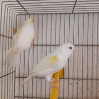 Canarini selezionati