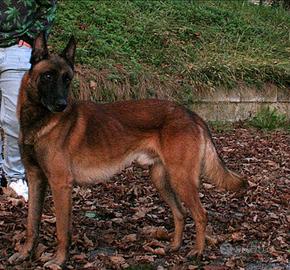Pastore belga malinois disponibile per monte