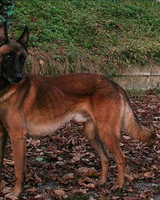Pastore belga malinois disponibile per monte
