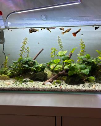Acquario completo