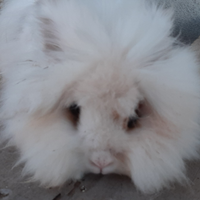 Conigli testa di leone