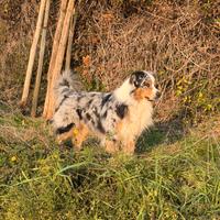 Pastore australiano per monte