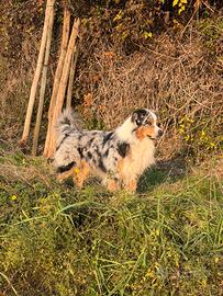 Pastore australiano per monte