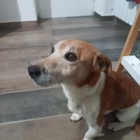 Jack russell in adozione
