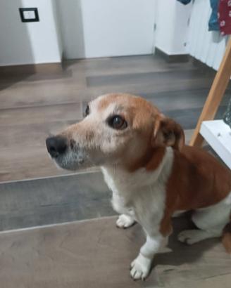 Jack russell in adozione