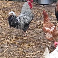 Gallo di razza