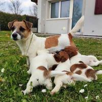 Cucciolata di Jack Russell pelo corto