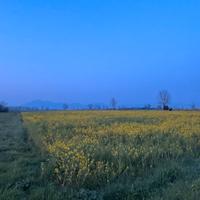 Terreno agricolo situato a Marcianise