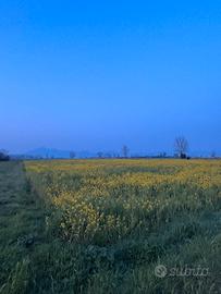 Terreno agricolo situato a Marcianise