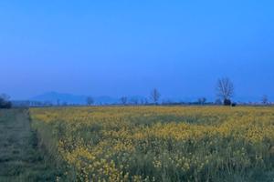 Terreno agricolo situato a Marcianise