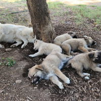 Incrocio tra husky e pastore