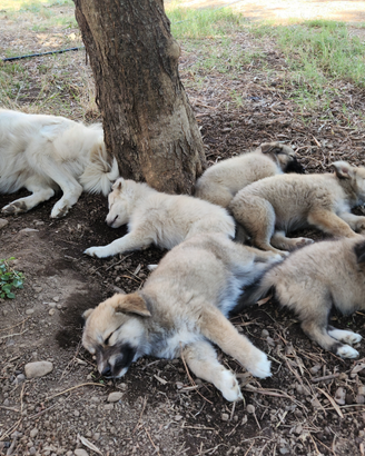 Incrocio tra husky e pastore