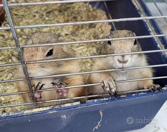 Cane della prateria e Citelli